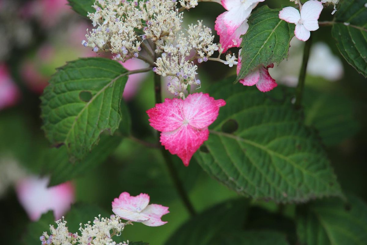 binbinsss's tweet photo. この紫陽花が可愛いかった。
#紫陽花 #アジサイ #あじさい #二宮せせらぎ公園 #せせらぎ公園 #二宮町 #二宮
#eos6dmark2 #eos6d2 #eos6dmarkⅱ
#tamron #tamrona010 https://t.co/c24mJHaCLA