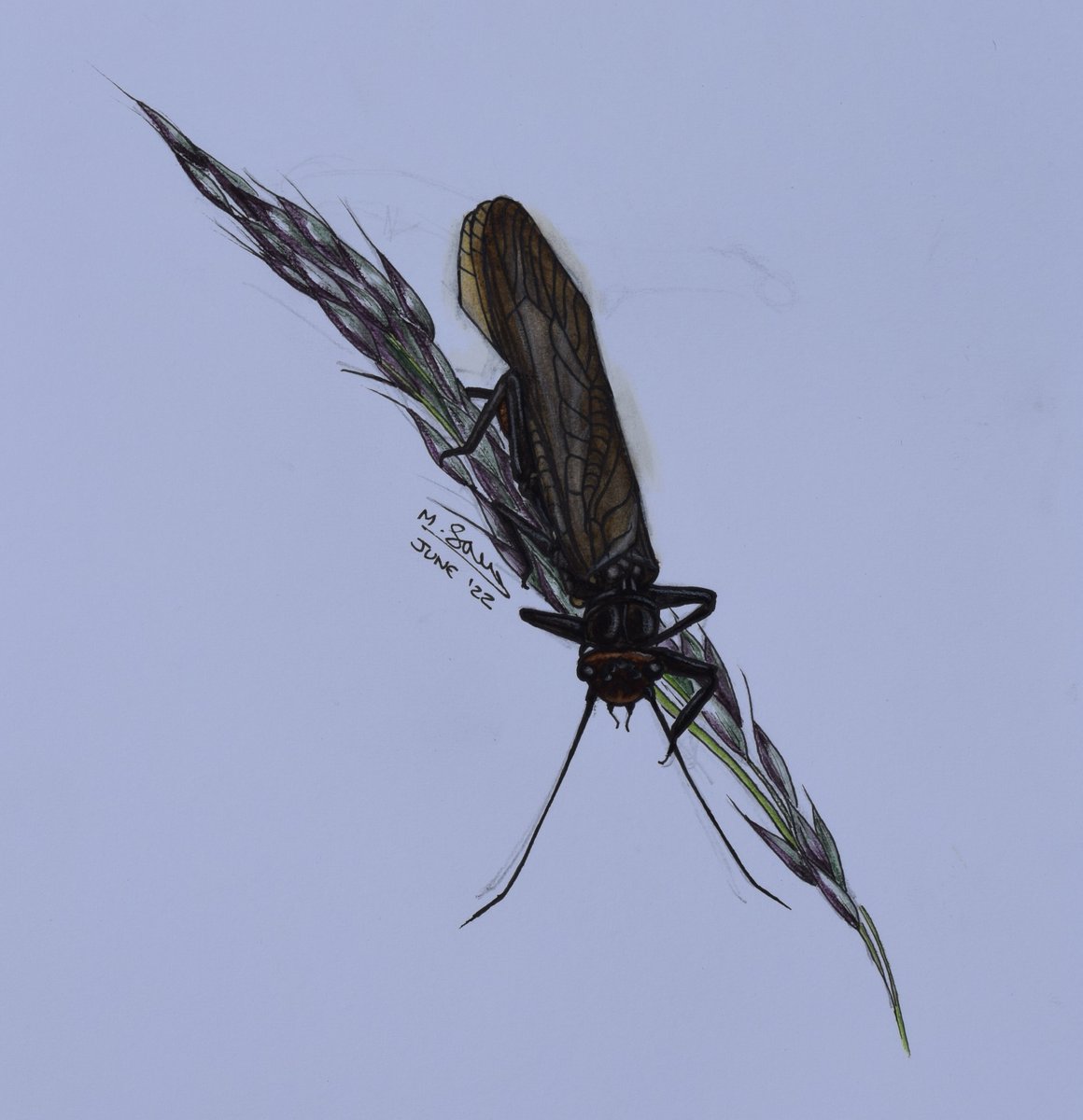 MaudScientist's tweet photo. #Junebug2022 No. 4: Stonefly (order Plecoptera).  Maybe not as charismatic as a butterfly, but do you need to be when your group has survived for at least 290 million years?
Fun fact: They prefer cold water and are most diverse in temperate climates. https://t.co/uoPCIu1OP8