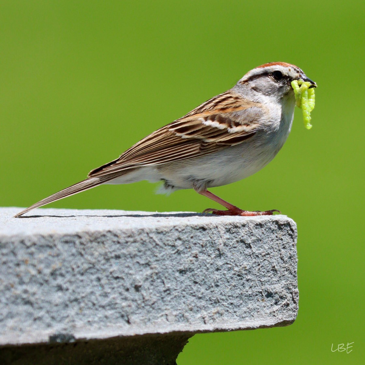 “If you can't feed a hundred people, feed just one.” -Mother Teresa

#ChippingSparrow #Parenting #FeedTheBabies #SpringInNewYork #NaturePhotography #CanonUSA #CanonFavPic #Birdwatching