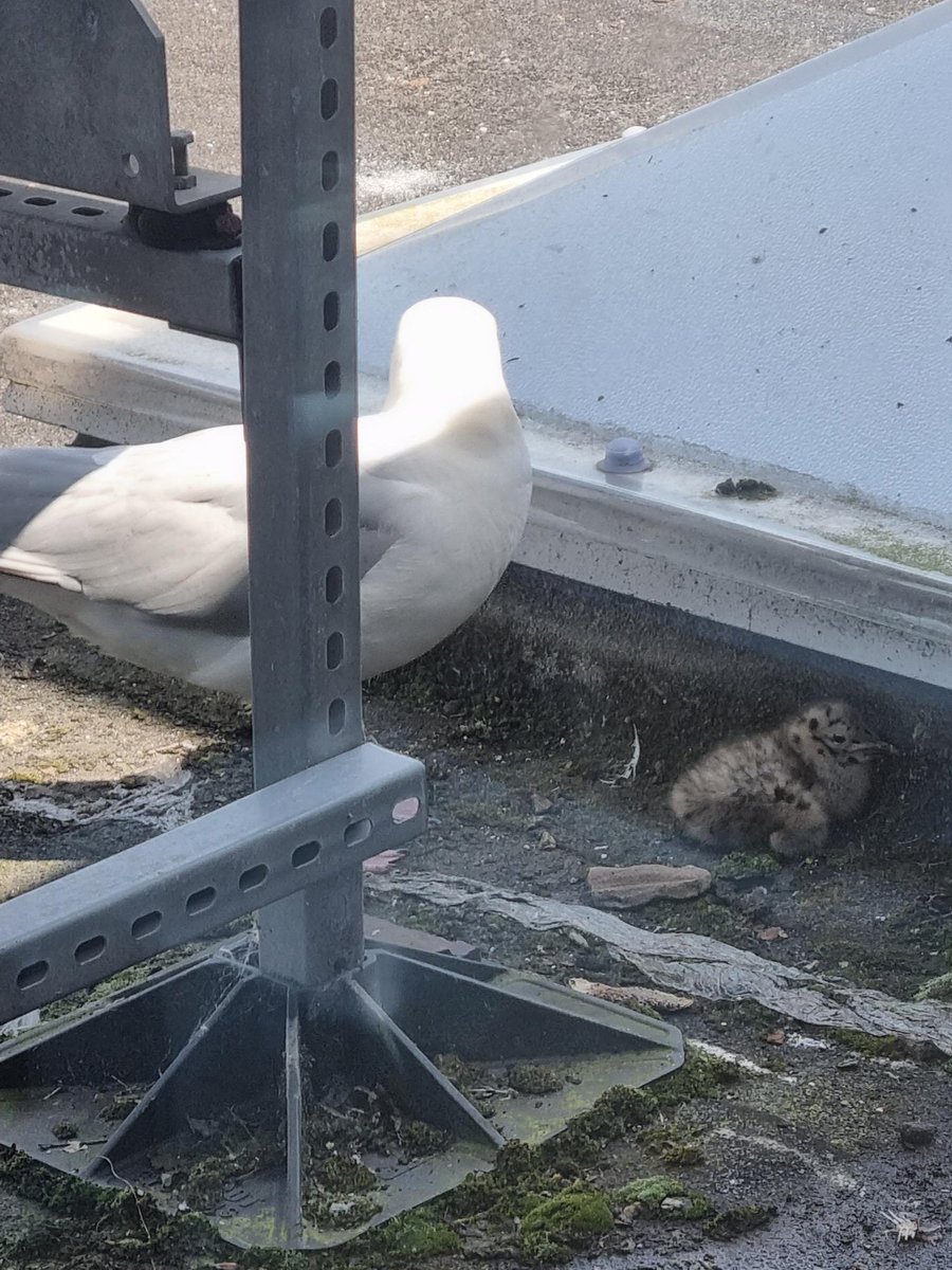 <a href="/WKGS_Computing/">WKGS Computing Dept</a> welcomes our new neighbours who have set up nest outside B13. One egg hatched and another still in the nest!