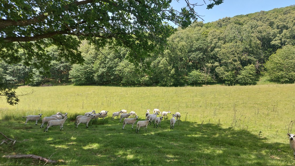 wendiihouse's tweet photo. #abermagwr #defaid keeping cool @S4Ctywydd @tanwencray @meganeleri @allyhumphreys @bbcweather @metoffice #loveukweather https://t.co/RcWLBJLeWV