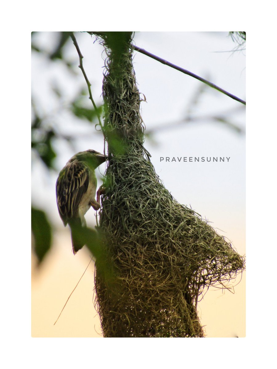 PraveenArempula's tweet image. #100Post
#tweet100 
#nature 
#birdphotography #birds #birdnest #TwitterNatureCommunity #photography