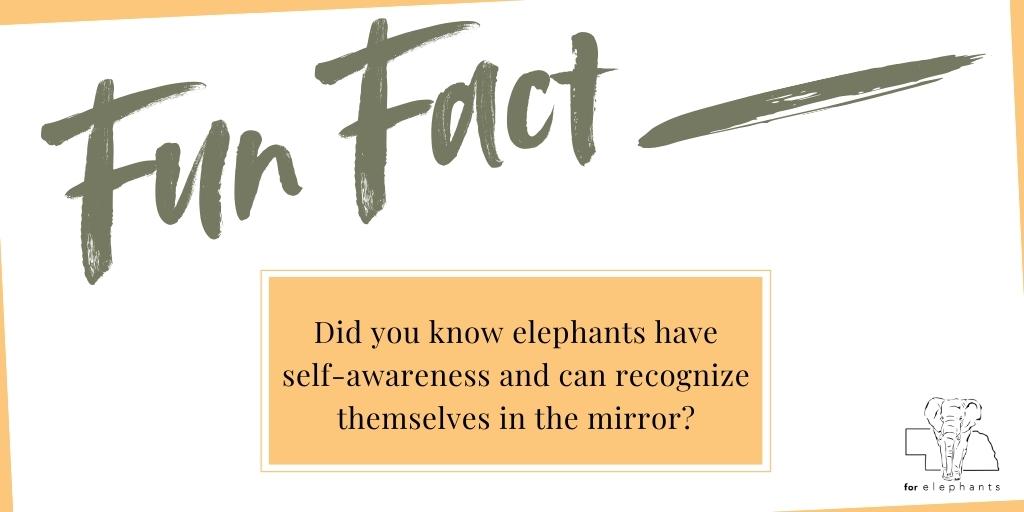 ForElephants_'s tweet photo. Fun fact! Did you know elephants have self-awareness and can recognize themselves in the mirror?

#FactFriday #Elephants https://t.co/luWuGgsSNG