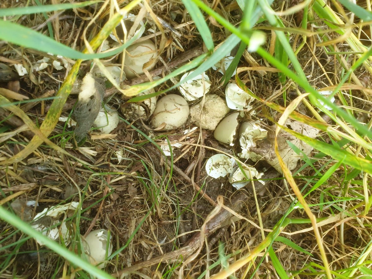 Nestje patrijseieren in bloemenstrook is netjes uitgekomen. Jonge patrijzen scharrelen nu over onze proeflocatie. #Kringlooplandbouw en #biodiversiteit gaan prima samen. <a href="/RNOB/">Dyane Manhart</a> @AgriFoodCapital <a href="/ZLTO/">ZLTO</a> @HAShogeschool <a href="/WUR/">Wageningen U&R</a>