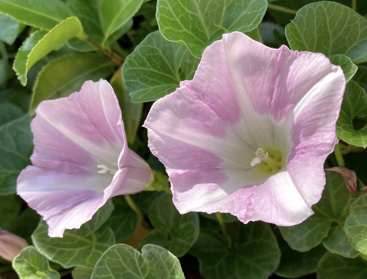 bluejam_mix's tweet photo. My eyes tweet…
😊🤝😊
#landscape #niigata
#flowers #falsebindweed
#風景 #新潟市 #花愛で人
#ヒルガオ #奥手 https://t.co/nhJyrVs6EC