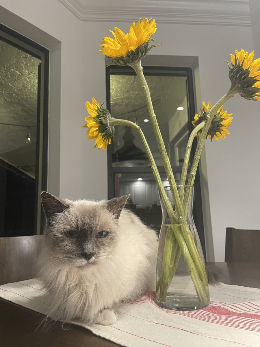 hammdj's tweet photo. @DREAMERcado I do, she is the sweetest cat https://t.co/Hq0d7QDnEY