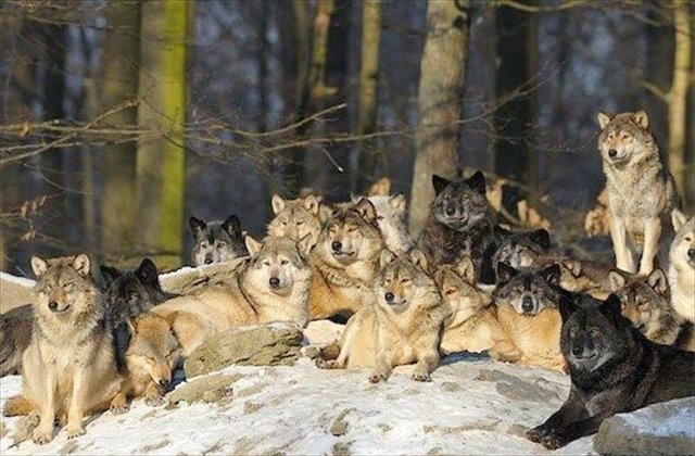 HourlyWolves presents: