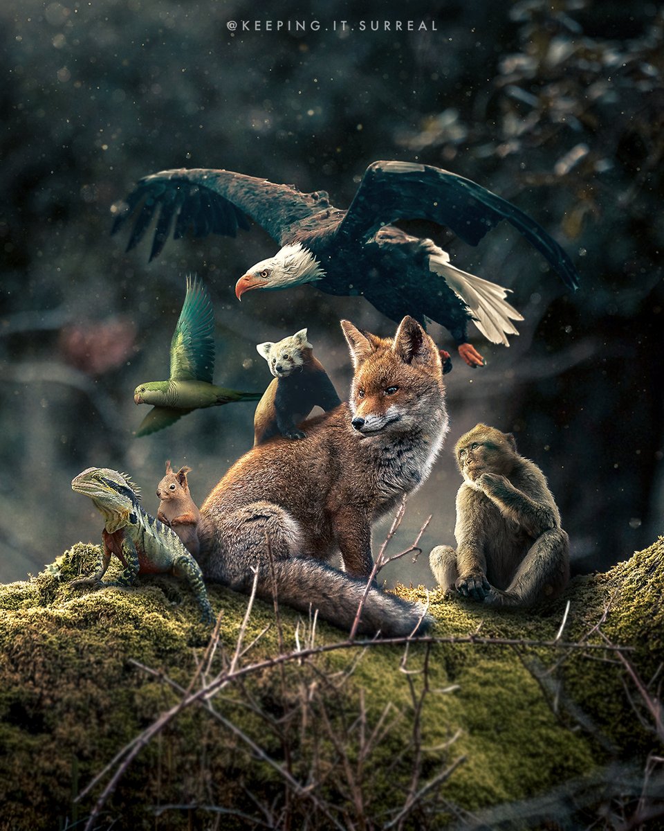 Aaron_Surreal's tweet photo. Together More Wild

#MadeWithPhotoshop #madewithCC #Adobedesign #surrealart #photoshop #behance #adobe #digitalart #surrealphotoshop #photomanipulation #imagemanipulation https://t.co/ictKJgjeWZ
