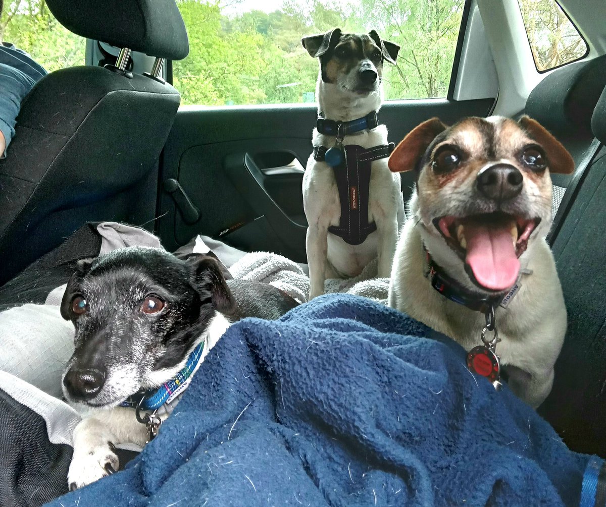 Stargazer1210's tweet photo. My 3 furbabies!.Love them to the Moon and back.
#LauraMcGlinnPhotography #TheMindfulImage #DogsOnTwitter #Dogs #Love #PetTherapy #JackRussell #LetsTalkAboutMentalHealth https://t.co/plngSB4mtx