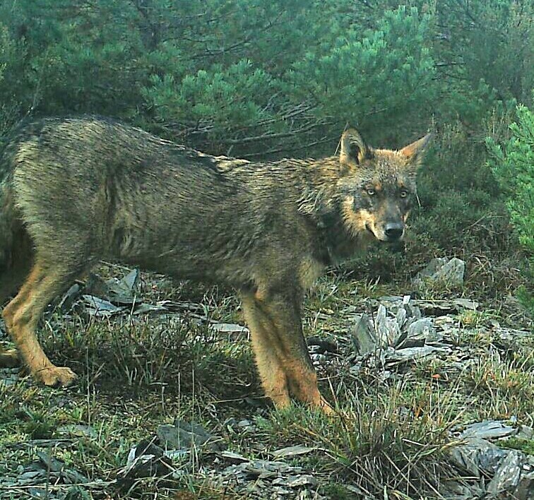 Santi_MBarajas's tweet photo. Se han quemado ya 9.000 has de la Reserva Natural de la Sierra de la Culebra (Zamora), que alberga la mejor población de lobos de España, además de contar con importantes poblaciones de ciervo, corzo y jabalí. Un gran desastre ecológico. https://t.co/CbdGDZxLXg