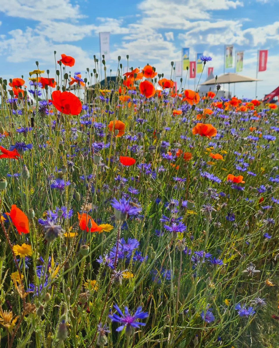 offenlandinfo tweet media