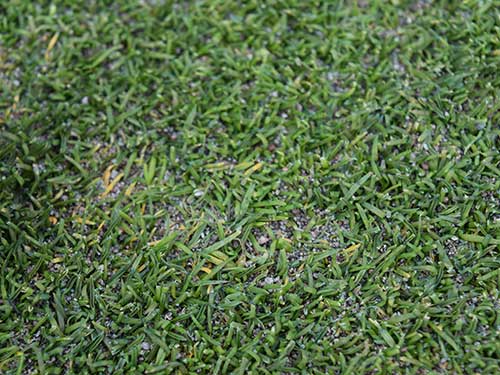 HarrellsLLC's tweet photo. Anthracnose in annual bluegrass and older cultivars of creeping bentgrass often appears during periods of slower growth and summer stress. Read more in Bayer's #TalkingTurf article on Preventing Anthracnose In Annual Bluegrass: 

https://t.co/2BC0dCON3m https://t.co/GZk3NxvuZB