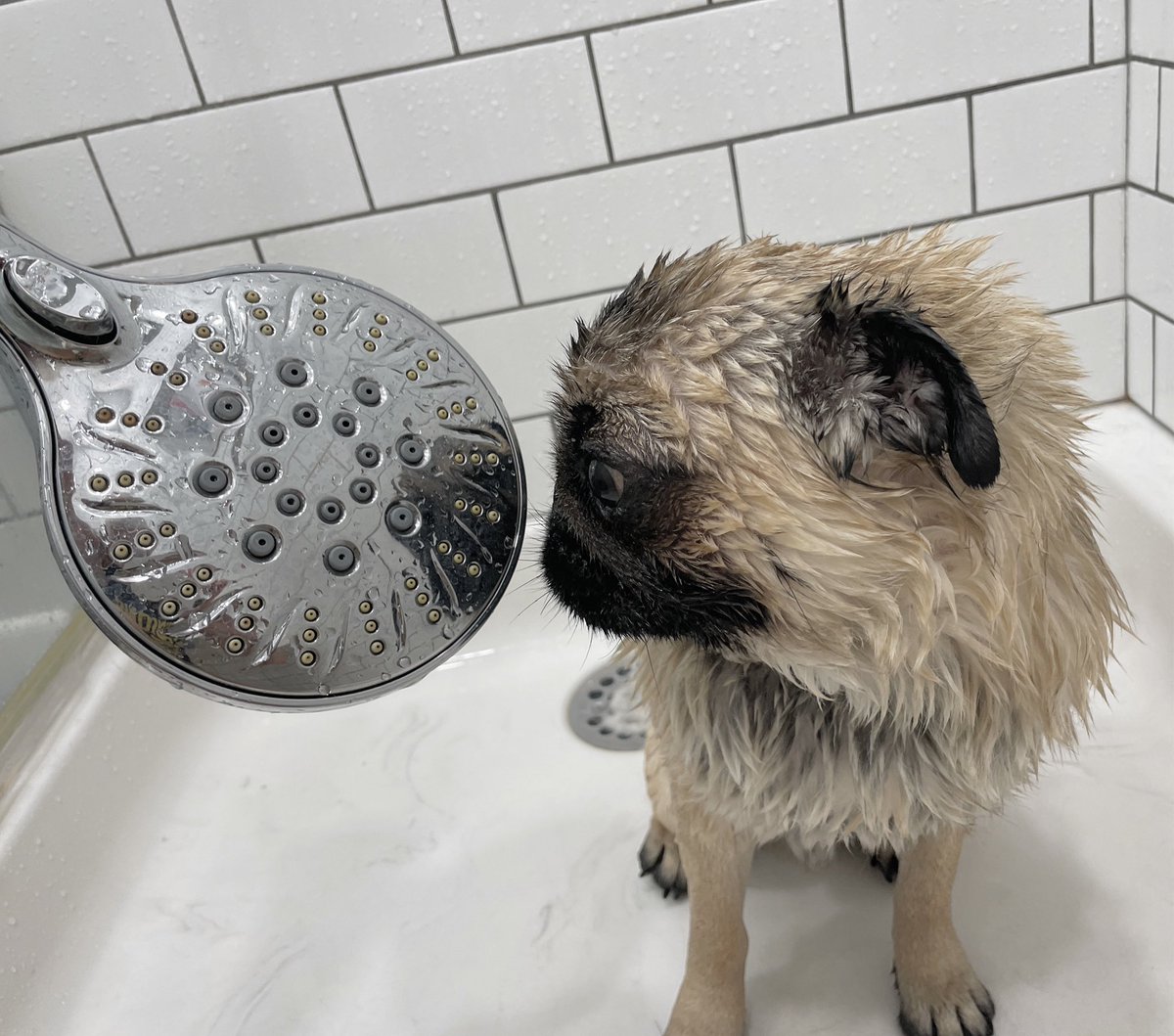 IgorPugDog's tweet photo. We have a “love/HATE” relationship …
#doggrooming
#pug #shower #bathtime #soaday #friyay https://t.co/g8aYXffrUG