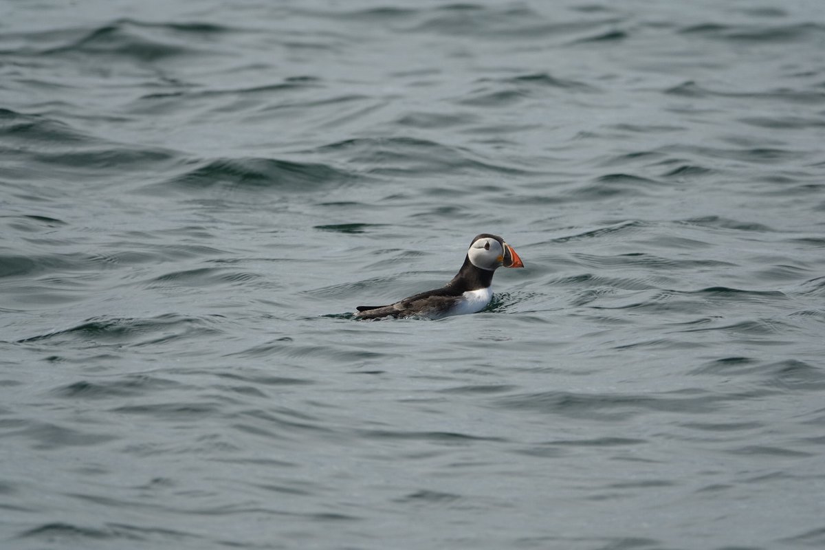 SophieMDupont's tweet photo. Did I cry? Of course. Is it the only sharp picture? Obviously. Thanks @CaraCochrane for organizing this first rendez-vous with my dream #seabird #postdoclife #ecology #scotland #loveplanet #wildlife https://t.co/vlYIHTwcQV