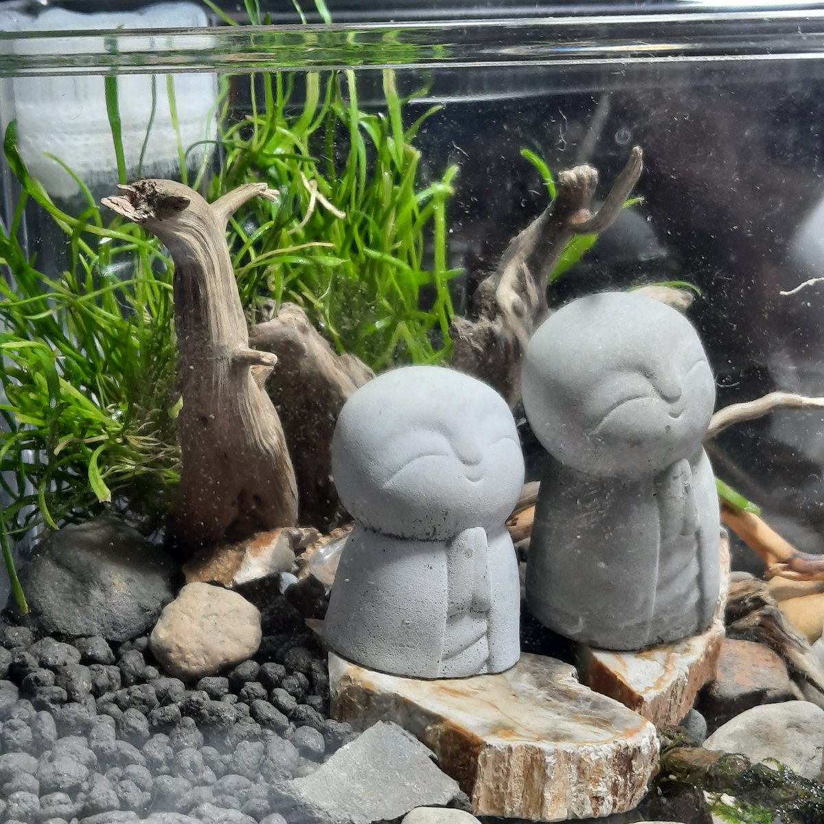 ShrimpMetaverse's tweet photo. +++++++
 #媽媽日常 #水族店 #水族 #水草造景 #親子好去處 #淡水 #觀賞魚 #親子工作教室 #handmade #石林 #飼養 #療癒系列 #生態缸 #迷你療癒 #生態缸造景 #療癒手作 #療癒生活 #養魚初學 #迷你造景 #水族造景 https://t.co/zIkfwXP8M1