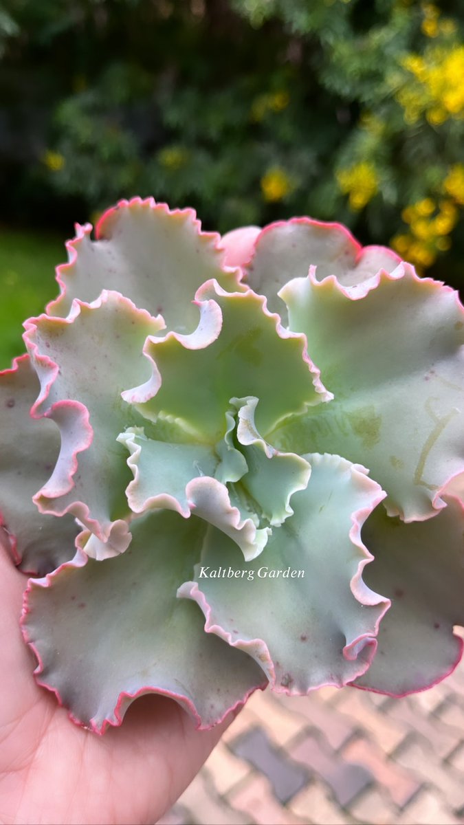 KaltbergG's tweet photo. Que tal está hermosa suculenta con sus crespos perfectamente delineados!!! 🌸 
#echeveriatakasagonookina 
#succulents https://t.co/rewWCvY9uT