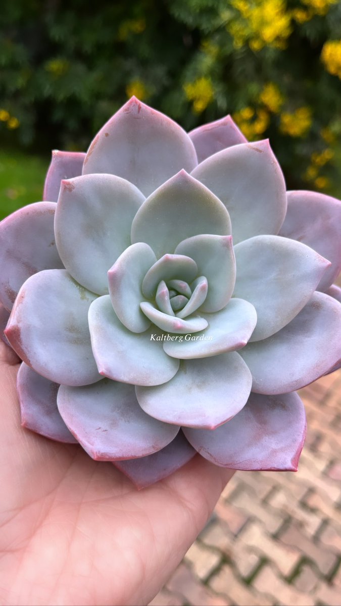 KaltbergG's tweet photo. Magic 🌸 💫 
#succulents #echeverias 
#echeveriamissingyou #suculentascolombia https://t.co/saikGShfT5