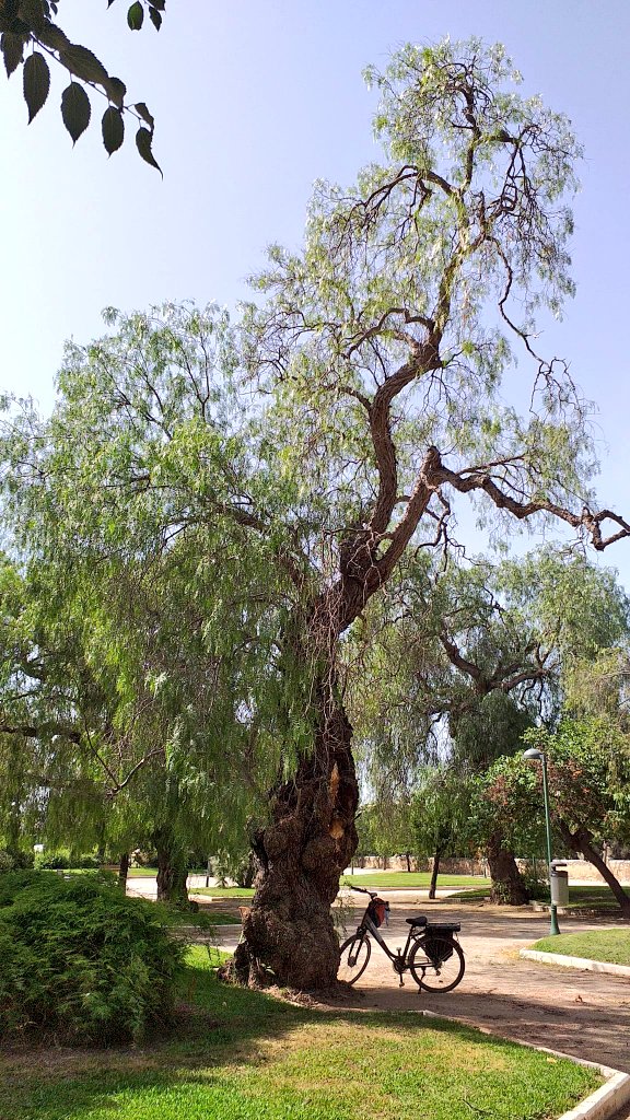 arbopalm's tweet photo. Los árboles viejos son complejos y no es raro que desprendan algun tronco secundario. No hay más que fijarse en la herida que queda para intuir esa complejidad.
A mi me tienen fascinado desde hace muchos años.
#Schinusmolle
#Falsapimienta
#Treeride
#Vetrees https://t.co/Z6kNTtDksk