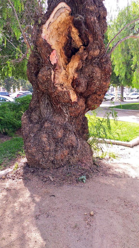 arbopalm's tweet photo. Los árboles viejos son complejos y no es raro que desprendan algun tronco secundario. No hay más que fijarse en la herida que queda para intuir esa complejidad.
A mi me tienen fascinado desde hace muchos años.
#Schinusmolle
#Falsapimienta
#Treeride
#Vetrees https://t.co/Z6kNTtDksk