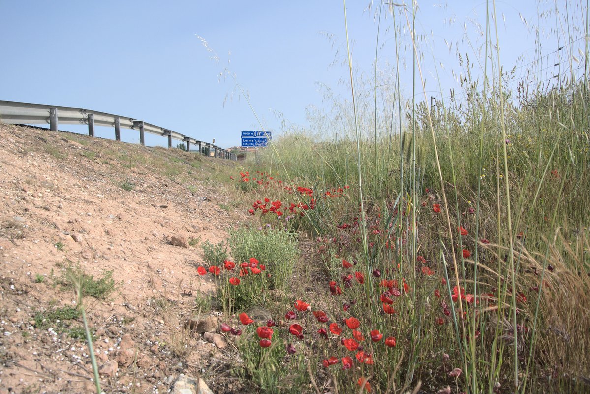 En partenariat avec l’<a href="/EHESS_fr/">EHESS</a>, 2 journées universitaires et artistiques investissent le théâtre du Parc pour questionner les migrations des plantes dans le cadre des Scènes (ou)vertes du Jardin Planétaire 🌿
📅 24 et 25 juin
bit.ly/3zJABTN