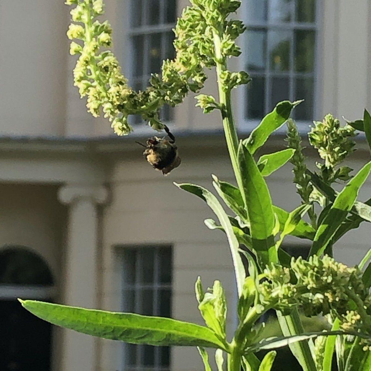 Megan Phelps (@megp13) on Twitter photo If Claire Fraser, the character from <a href="/Writer_DG/">Diana Gabaldon</a> ‘s #Outlander books, could travel forward to 2005 or later, she would love this medicinal garden at the Royal College of Physicians, London 🐝 🥀💊#🌱#medicinalplants #bees #foxglove If Claire Fraser, the character from <a href="/Writer_DG/">Diana Gabaldon</a> ‘s #Outlander books, could travel forward to 2005 or later, she would love this medicinal garden at the Royal College of Physicians, London 🐝 🥀💊#🌱#medicinalplants #bees #foxglove