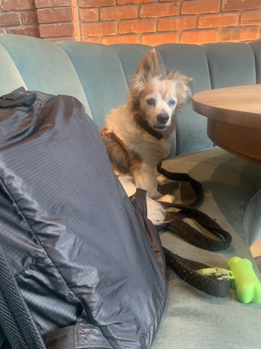 Shorty our co-working buddy at <a href="/WburgHotel/">The Williamsburg Hotel</a> 😊