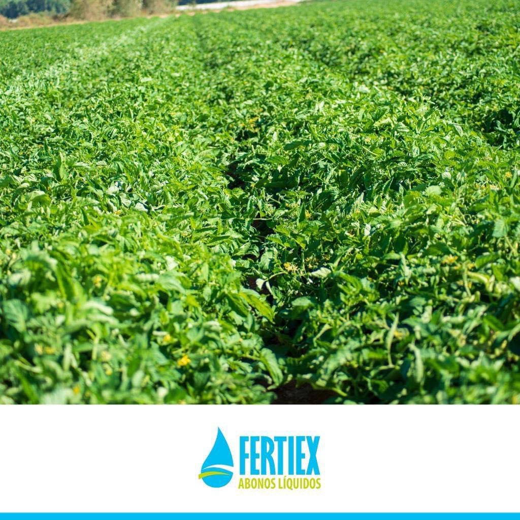 ▪️Buena evolución de las 🍅 tomateras este año.

🌐 fertiex.es

📍Polígono Industrial San Isidro  C/ De Los Herreros, 6 Don Benito (Badajoz) 

☎️ 924 81 16 59