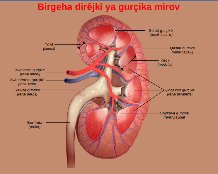 Ji bo gurçikeke baş û bi sihet divê çi bê xwarin û çi bê vexwarin? Kîjan nebat baş in? Mijara vê hefteyê #gurçik in. Heyat û Sihet sibê saet 11:30 deqeyî de li ser ekranê ye.
<a href="/halitdemir65/">Prof.Dr. Halit Demir</a> <a href="/hesenortac/">hasanortac</a> <a href="/TRTKurdiTV/">TRT Kurdî</a> <a href="/trtkurditurkce/">TRT Kurdî Türkçe</a> 
<a href="/TRTRadyoKurdi/">TRT Kurdî Radyo</a> #gotinênpêşiyan #kurdish #kurdî