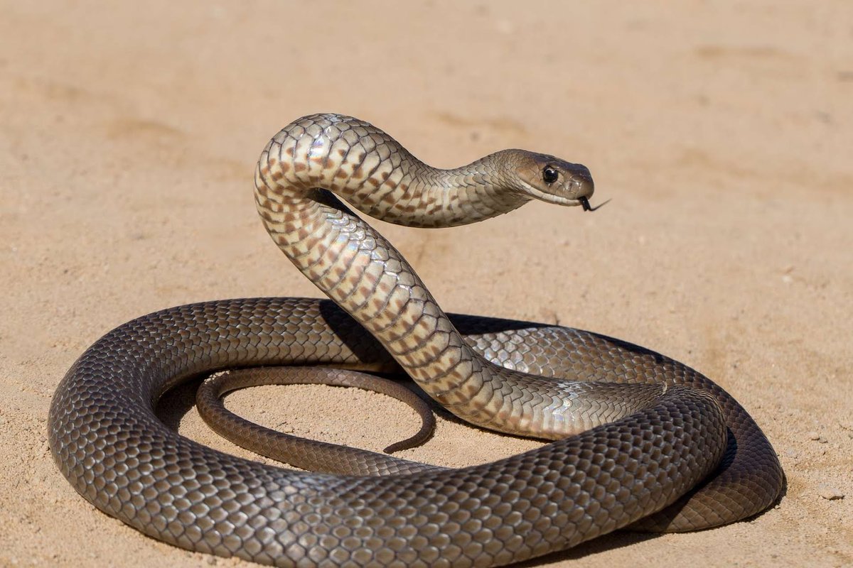 SiyarFr's tweet photo. À l'approche des grandes vacances, si vous trouvez des serpents dans vos maisons au bled, la sounna est de ne pas les tuer directement mais de les sommer à trois reprises du genre
"Si tu crois en Allah et au Jour dernier, sors d'ici !"

Ceci car il peut s'agir d'un jinn musulman https://t.co/Qc4YAEc0k8