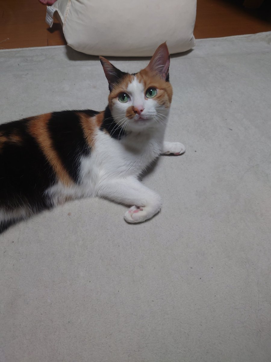 tsutsukumoon's tweet photo. おやすみなさい!
#猫好きさんと繋がりたい
#猫のいる幸せ
#krush138
#南雲大輝 選手
まだまだ!これから! https://t.co/jFuKH1kptl