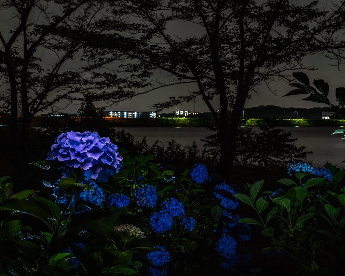 Earth_n's tweet photo. Hydrangea light.
.
.
Location : Aichi Prefecture, Japan 
#愛知池
.
.
#アジサイ
#あじさい
#紫陽花
#japan_night_view⠀
#night_gram⠀
#star_hunter_jp⠀
#LOVES_SKYANDSUNSET⠀
#nightsaround_theworld⠀
#wp_flower⠀
#team_jp_flower⠀
#flowers2sky

https://t.co/rqO5eEgD8A https://t.co/GplCzEdRyi