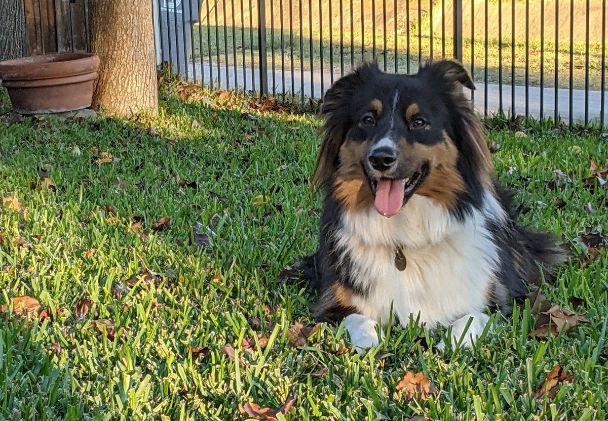 mpyoung214's tweet photo. @hannahdinhd This is Parker, who is not normally this calm. https://t.co/1VTuxPEP9a