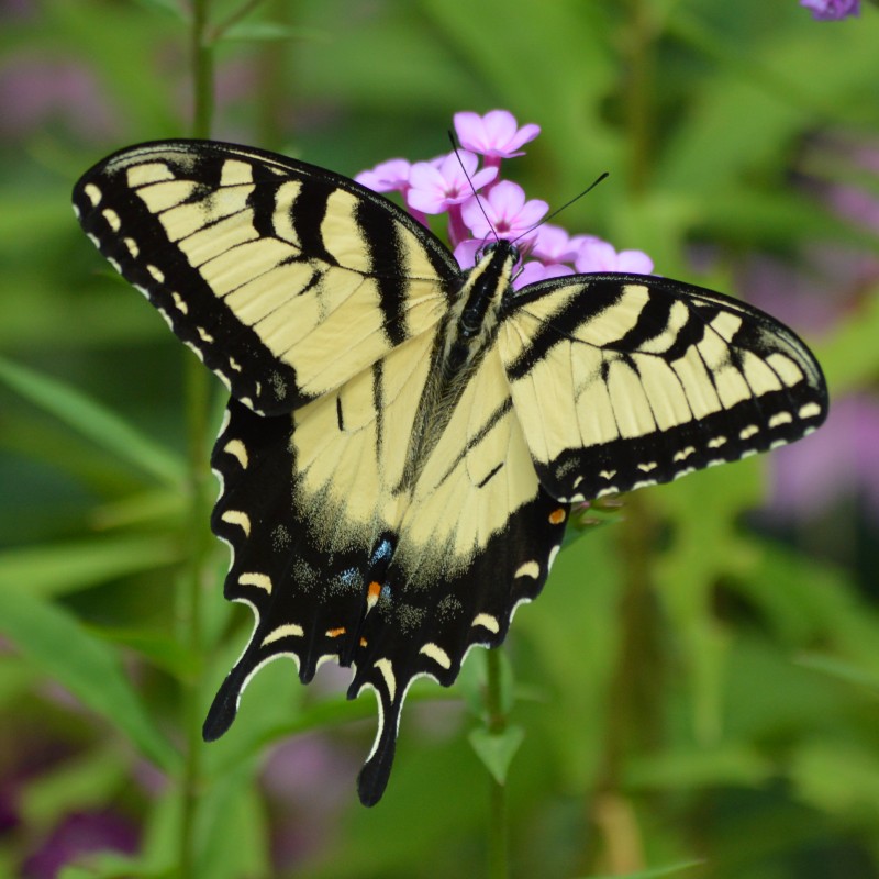 Blue's a clue— Tiger Swallowtail females have a lot of blue (males have very little or none at all.) #nature #garden