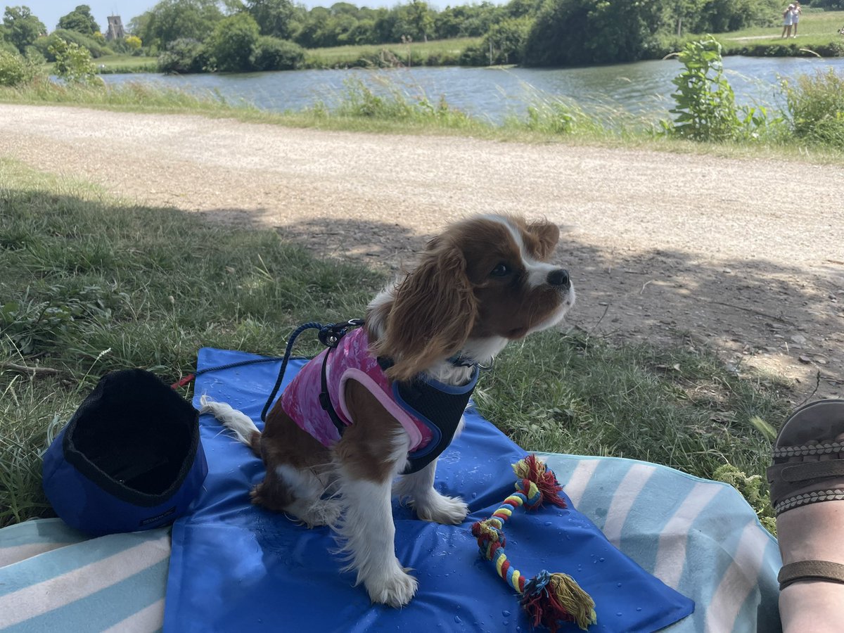 HotDogsResearch's tweet photo. Quinn the Cav is ready for a day watching Cambridge bumps! It’s currently 30°C 🥵 but he’s chilling in a wet cool vest (being re-wet every 10mins), on his cool mat, with his water bowl, in the shade, with a nice breeze 😎 

How are you keeping your dogs cool? 🐶🌡💨💦 https://t.co/2PLQkdpGK1