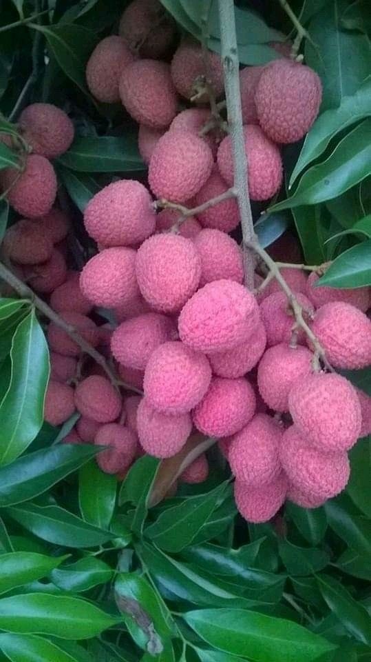 BrainnPower's tweet photo. @JulieParker144 Sure ...Washington Apple ...I offer some delicious #lichee https://t.co/ojb7TmLLwl