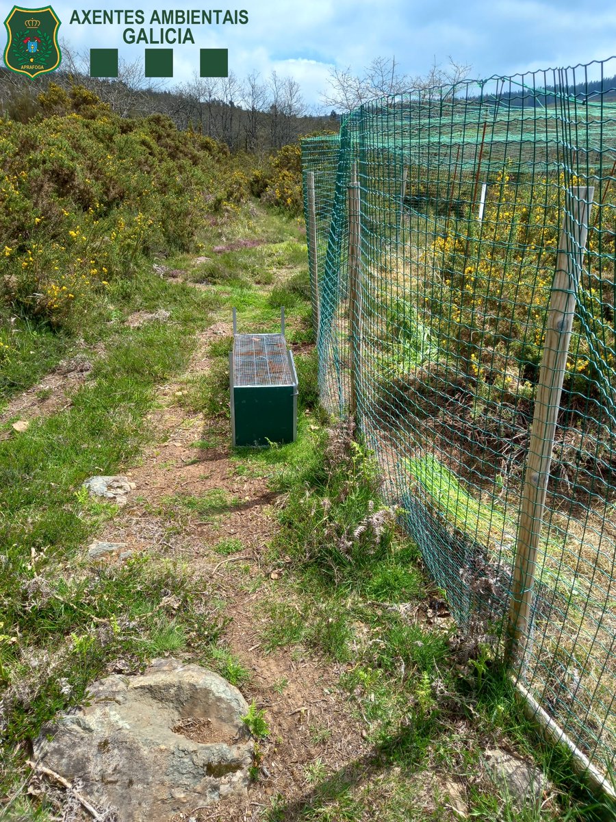 APRAFOGA's tweet image. 1️⃣/2️⃣ #AxentesAmbientais @Xunta localizan unha xaula trampa a carón dun peche d aclimatación d🐰 dentro da #RedeNatura2000. Denúnciase ó propietario pola súa tenza e procédese ao seu comiso.
Tamén se denuncian 2 biotopos🐰 por estar en ZEC e non ter autorización d @MAmbienteXunta