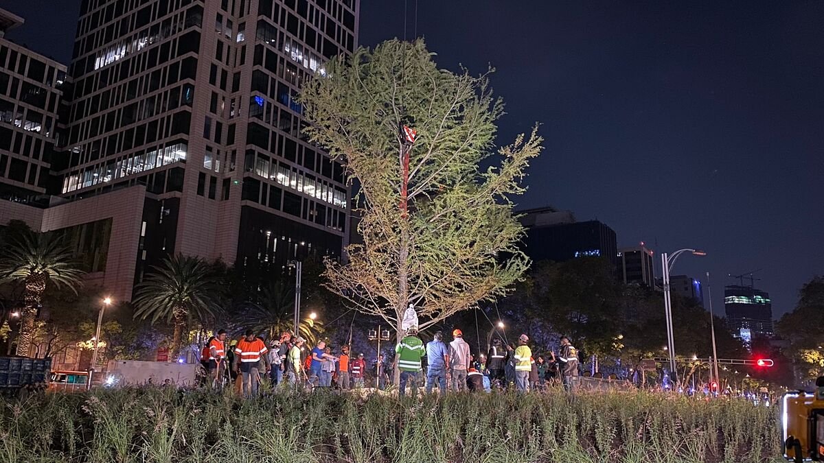MamonasNoticias's tweet photo. #Ahuehuete #AhuehueteDelBienestar #mananera
Así sembraron el Ahuehuete de Reforma y así quedó una semana después. Todo lo que toca la 4T lo hace mierda https://t.co/ySwK9soLiE