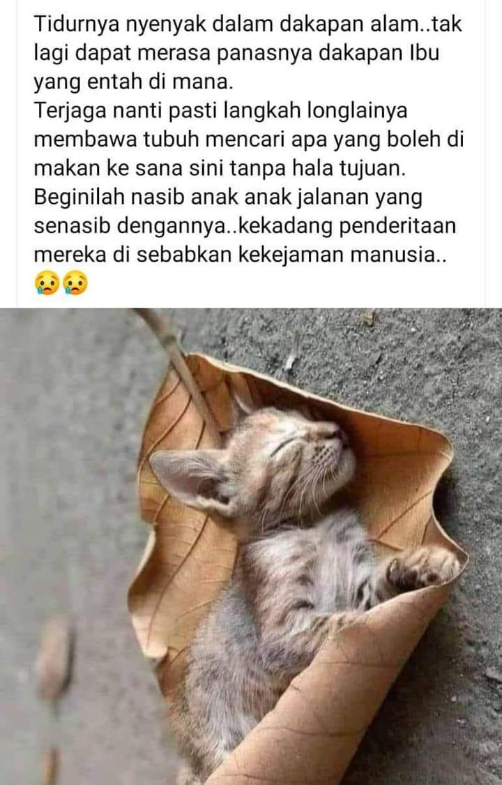 author_heart's tweet photo. Disebalik nyenyak tidurnya si kecil ini, kadang deritanya di atas kekejaman seorang manusia yang mempunyai akal fikiran, tapi tidak mempunyai hati perut. https://t.co/gek28T5Ed2