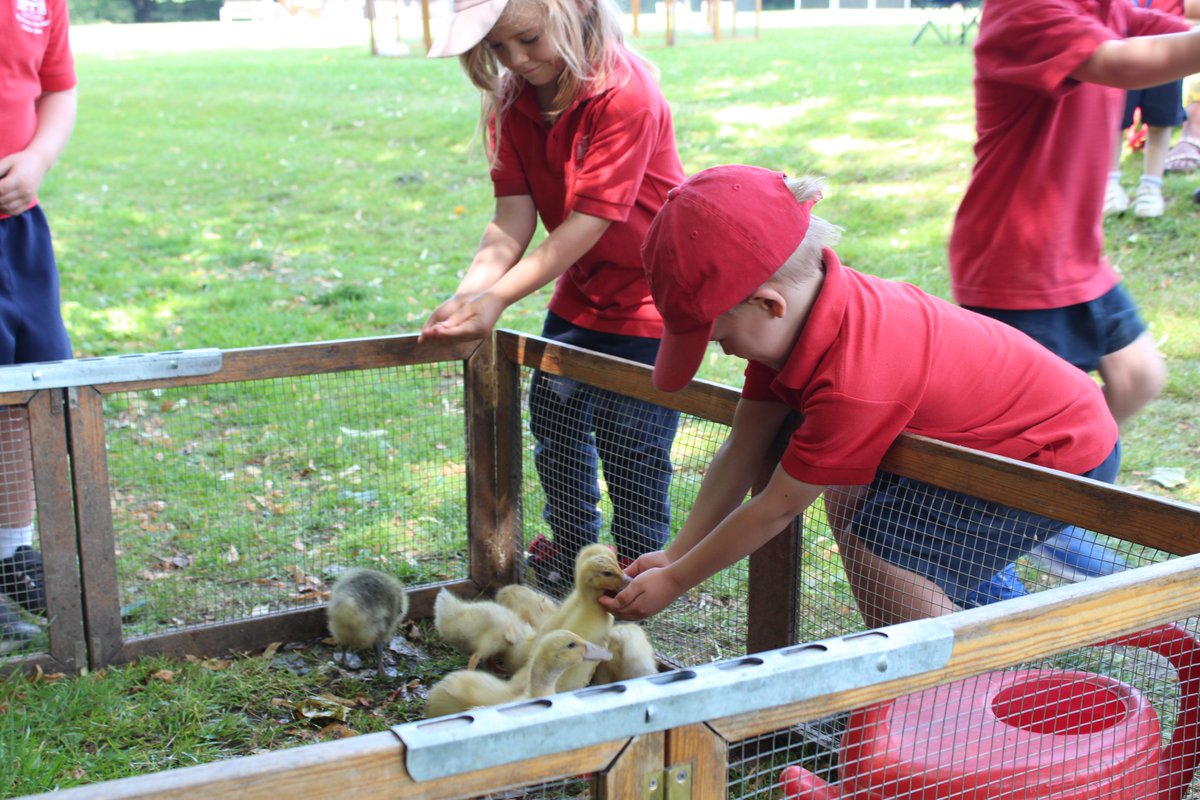 OPS_OratoryPrep's tweet image. Today, we have been joined by some very special animal visitors from #Farms2Ewe
From goats and lambs to rabbits and a miniature pony, our pupils had the opportunity to see, touch and learn first hand about animals from an organisation run by real farmers.

#OPSLearning