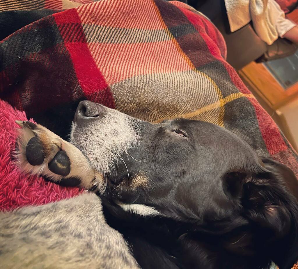 djogrolyo's tweet photo. C’mon now. Could he be any cuter? #IAMSODAMNLUCKY!!!!!!! Love this little guy.
#PupPic #DogsOfInstagram #DogsOfMadison #WhoRescuedWhom #MuttPup #MuttsOfInstagram #ShelterDogsOfInstagram #AdoptDontShop #DaneCountyHumaneSociety @dchsgiveshelter #MyLitt… https://t.co/SMVjWNiLqL https://t.co/WfGBo8rSPo