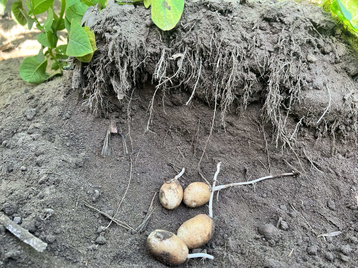 jonlyoder's tweet photo. Look at the roots of this amazing plant! I was finding roots out into the space between the rows as well. That root mass is a huge help in building a good crop! #tatertwitter #spuds #biogro https://t.co/j3sgdI6qss