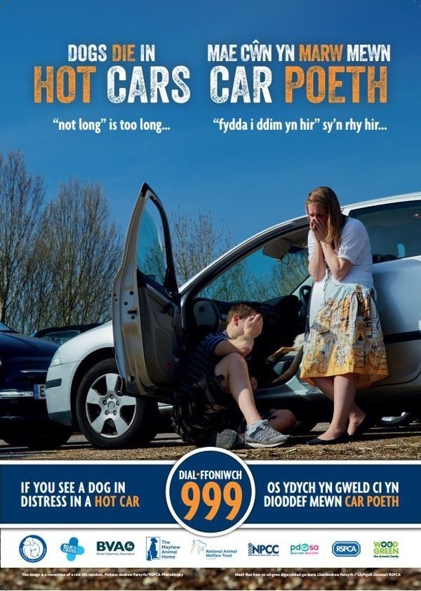 GL650_LynneG's tweet photo. Please #Dog people, it's going to be roasting hot for a few days. Heatstroke can be FATAL. Please don't cook your dog alive by leaving it in a car. LEAVE IT AT HOME, where it's shadey, safe &amp; with access to lots of water. https://t.co/pwFg4FV1OB