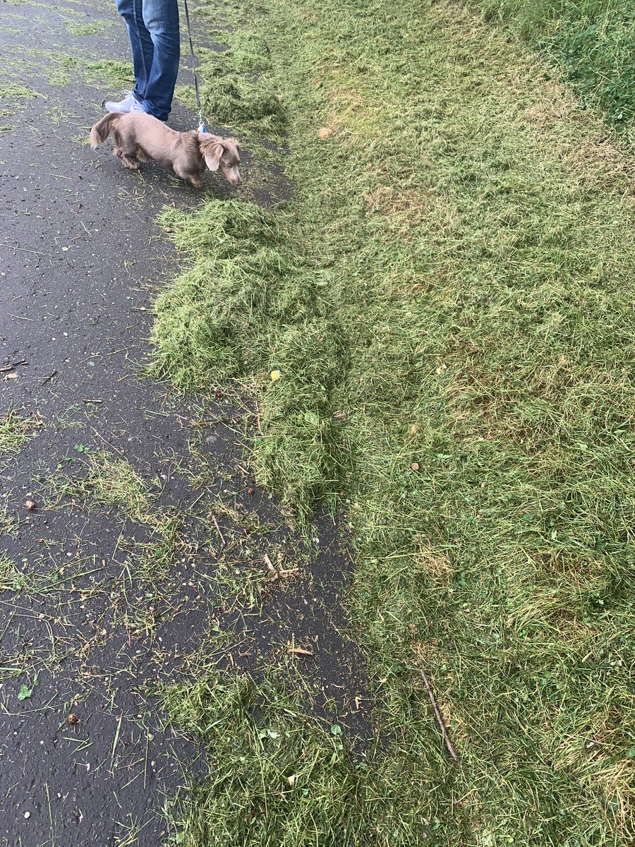 clarabellebear's tweet photo. @DundeeCouncil what is this all about, should be ashamed to leave paths like this….disgusting https://t.co/GIjqGMQuob