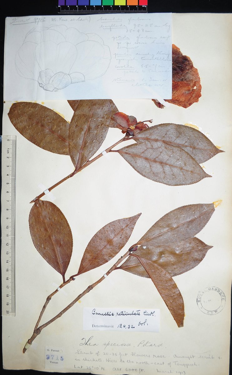 PhytoKeys's tweet photo. Six names in #Camellia are lectotypified, with nomenclatural and taxonomic notes: https://t.co/NJana3X2VA
#taxonomy #plants #botany https://t.co/bUKrhfJrYl
