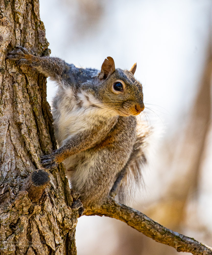 DarkWaterPhotos's tweet photo. Things are starting to get a little squirrely aren't they? Little Etobicoke Creek Trail. Ontario.
#WildTO #CityOfTO #Wildlife #ShadowTail #Nature #NaturePhotography #Toronto #SquirrelScrolling
https://t.co/R5PMOspsUo https://t.co/RV7BXixrSS