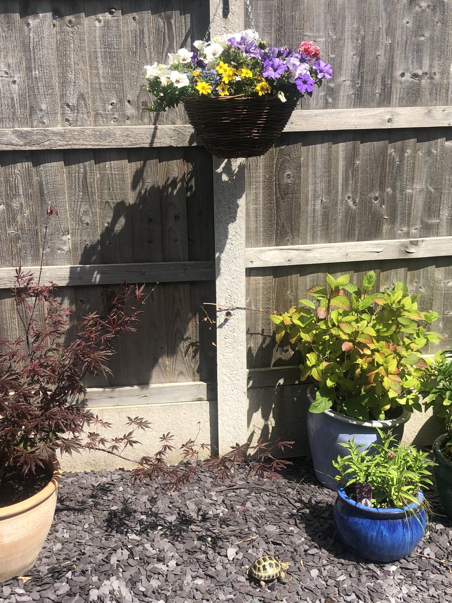 pedals121's tweet photo. Urmmmmm - which idiot put those tasty flowers up there? I know Iβm a mighty climber, but thatβs just mean! π«π‘π’#poorAlbie #TooHigh #NeedALadder https://t.co/z1Ra5BlZPo