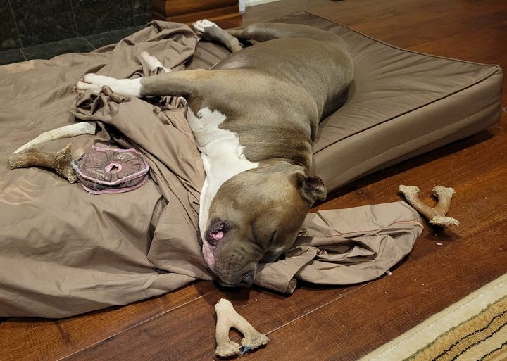 PSPHollywood's tweet photo. 💤 PSP - Pets Sleeping Peacefully 💤 SHARE a picture with us of your pet sleeping in their favorite place! 💚🐶😴 #petsuppliesplus #psp #minusthehassle 

📸: Elizabeth McCain https://t.co/Zp4DympeYN