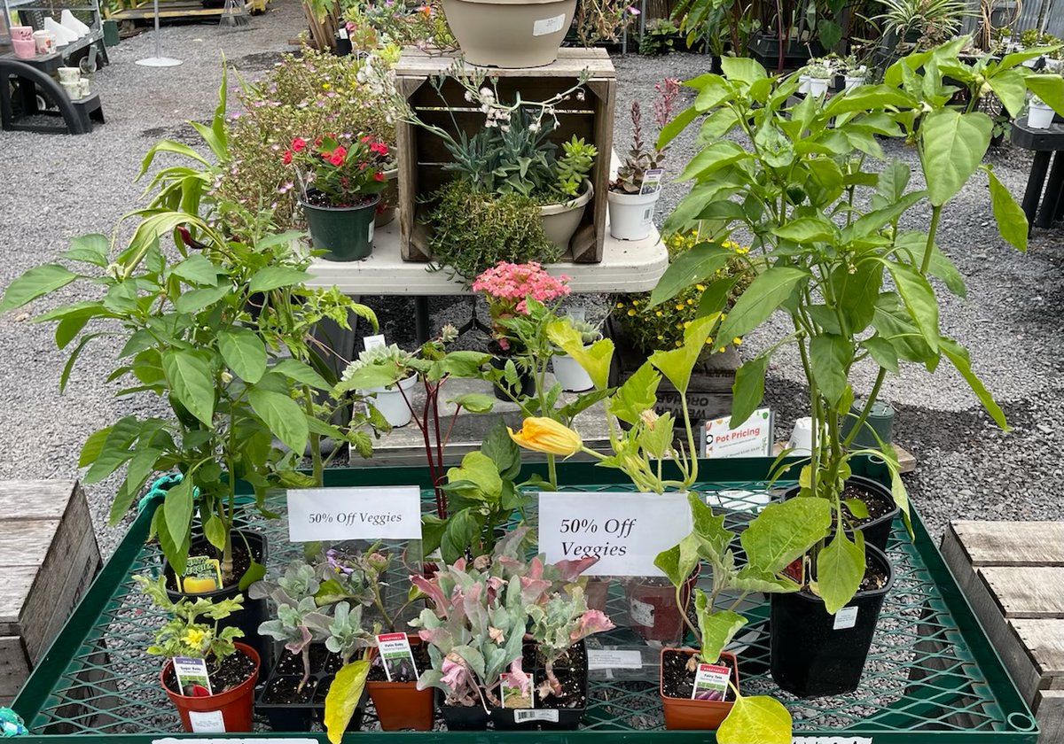 Happy Friday! Start your weekend off right, and stop into #Greensgrow today. Did we mention we have 50% off all vegetable plants?!🌱😍 
#vegetables #freshveggies #farm #garden #HappyFriday #SupportLocal #Plants #GrowWithUs
