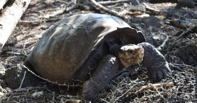 euronewsgreen's tweet photo. Believed to be extinct for more than a century, a rare species of giant tortoise is in fact still alive 🧵