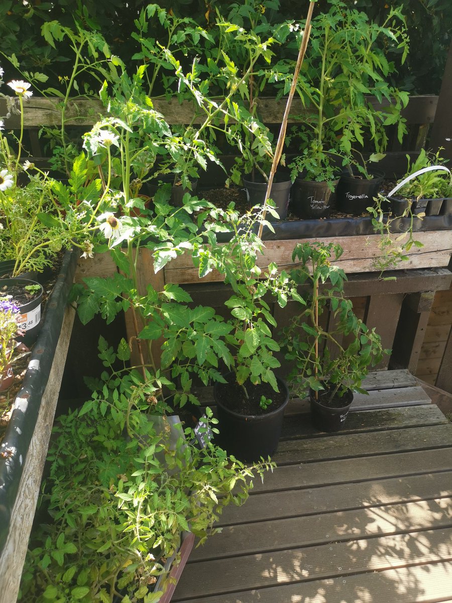 Plot2Shop's tweet photo. We are slowly gathering plants for our #HaveAGrow plant sale tomorrow @surreydocksfarm between 10am and 4pm https://t.co/fYx7VyeEqV